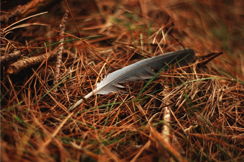 Needle vs Feather Inclusion: What’s the Difference and Which Matters More?