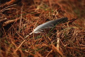 Needle vs Feather Inclusion: What’s the Difference and Which Matters More?